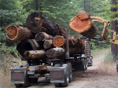 Offloading lwd in the Little North Fork Gualala